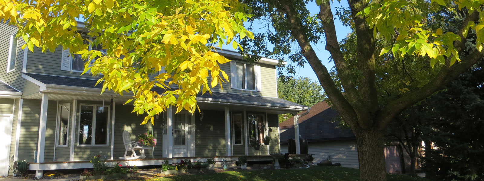 ash tree in a yard 