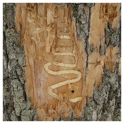 signs of larvae feeding