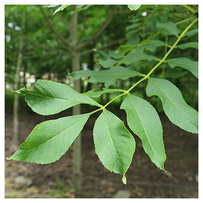 ash tree leaves