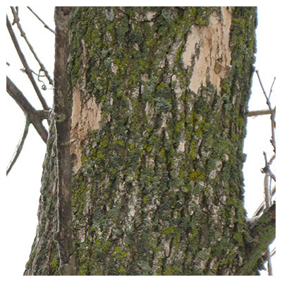 tree with signs of woodpecker activity