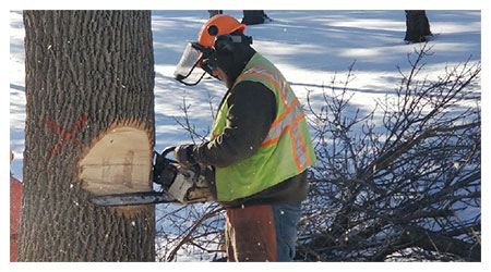 removing an infected ash tree