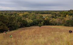 People spread out through a prairie working on harvesting seeds