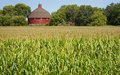 Field of corn with round barn in background