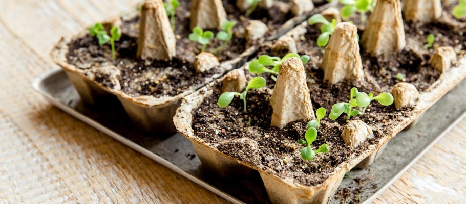 Seeds starting to grow in open cardboard egg carton with soil
