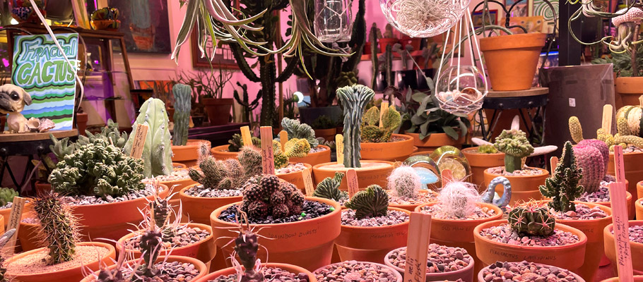 A table full of cacti and succulents