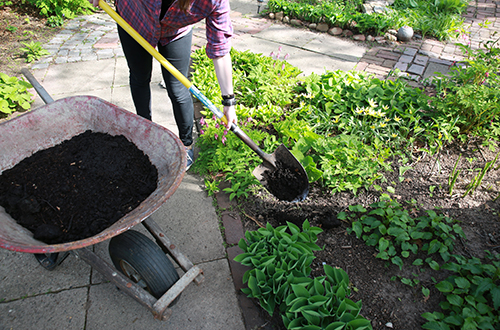 Person with wheelbarrow and shovel adding compost to garden