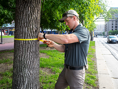 A man measuring tree with tape measure wrapped around tree at chest height