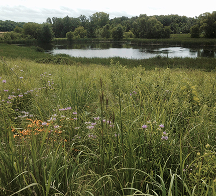 Prairie with wildflowers in front of wetland and forest