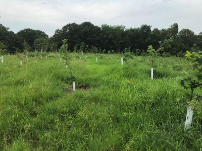 Trees planted as part of a reforestation project on a conservation easement