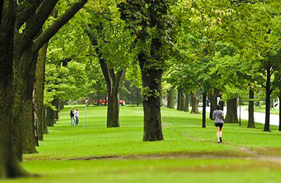 trees at a park