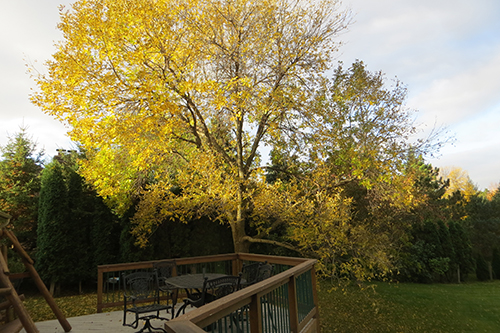 A yellow tree in the fall overhanging a deck