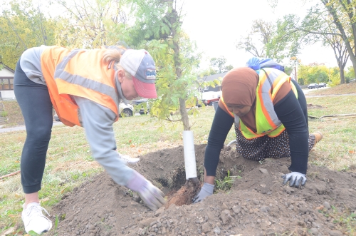 Two people planting a tree