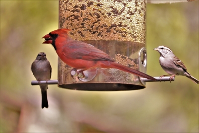 Cardinal sitting on bird feeder with seed in his mouth