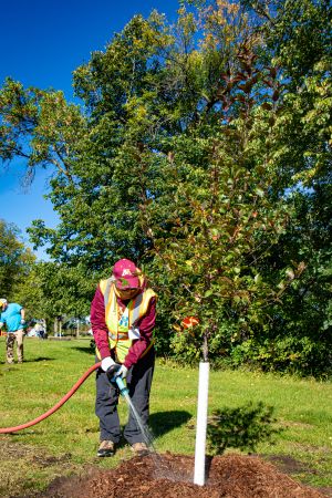 Man watering tree with a hose