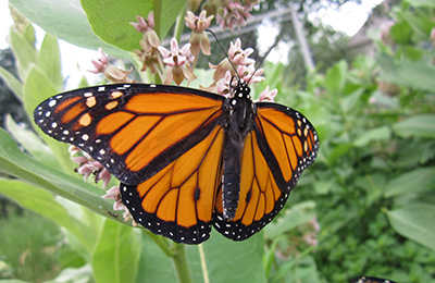 Monarch butterfly on a milkweed plant