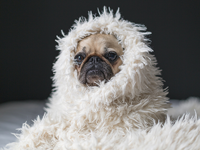 Pug dog wrapped in fuzzy blanket