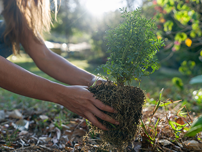 Close up of woman's hands planting a sapling