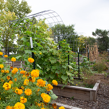 flowers and vines at the Four Sisters Farm 