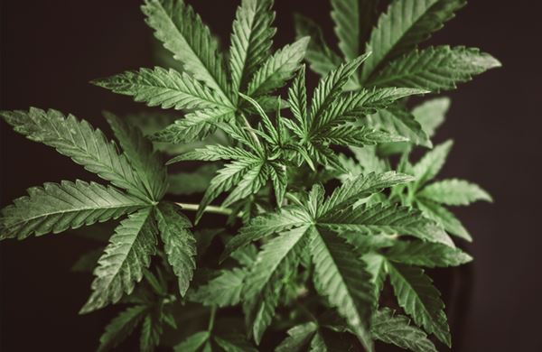 cannabis leaf