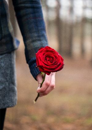 person holding a rose